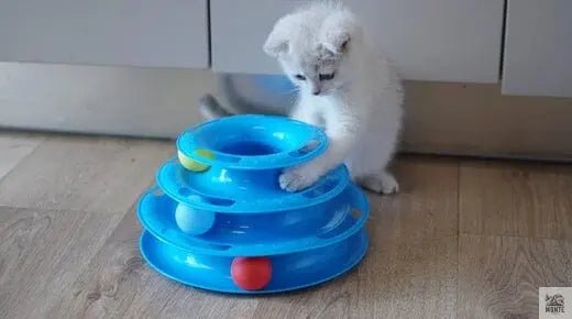 Tipps für Intelligenzspielzeuge für Katzen | Tipps von MONTE-PETS - MONTE-PETS
