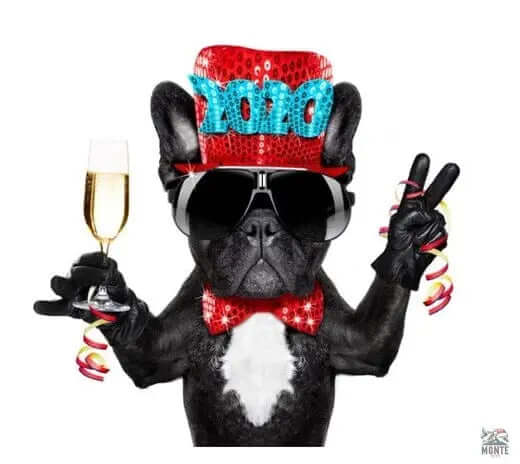 Stressfrei an Sylvester mit Hund und Katz – Tipps für ruhige Nächte