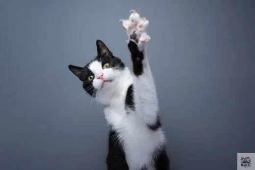 Pfotenschutz für Katzen | Tipps von MONTE-PETS - MONTE-PETS