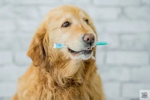 So machst du bei der Hunde-Zahnpflege alles richtig | Tipps von MONTE-PETS - MONTE-PETS