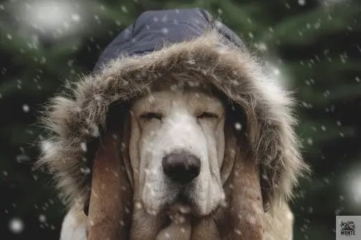 So schützt du deinen Hund bei Minusgraden | Tipps von MONTE-PETS - MONTE-PETS