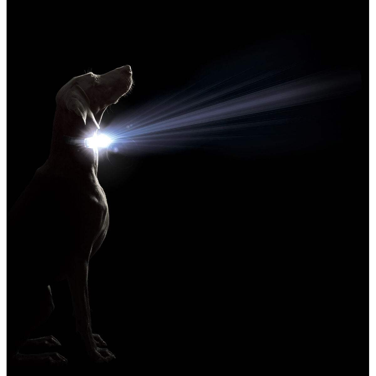 Hundehalsband Dog Gone Smart Lila 20 Licht-MONTE-PETS