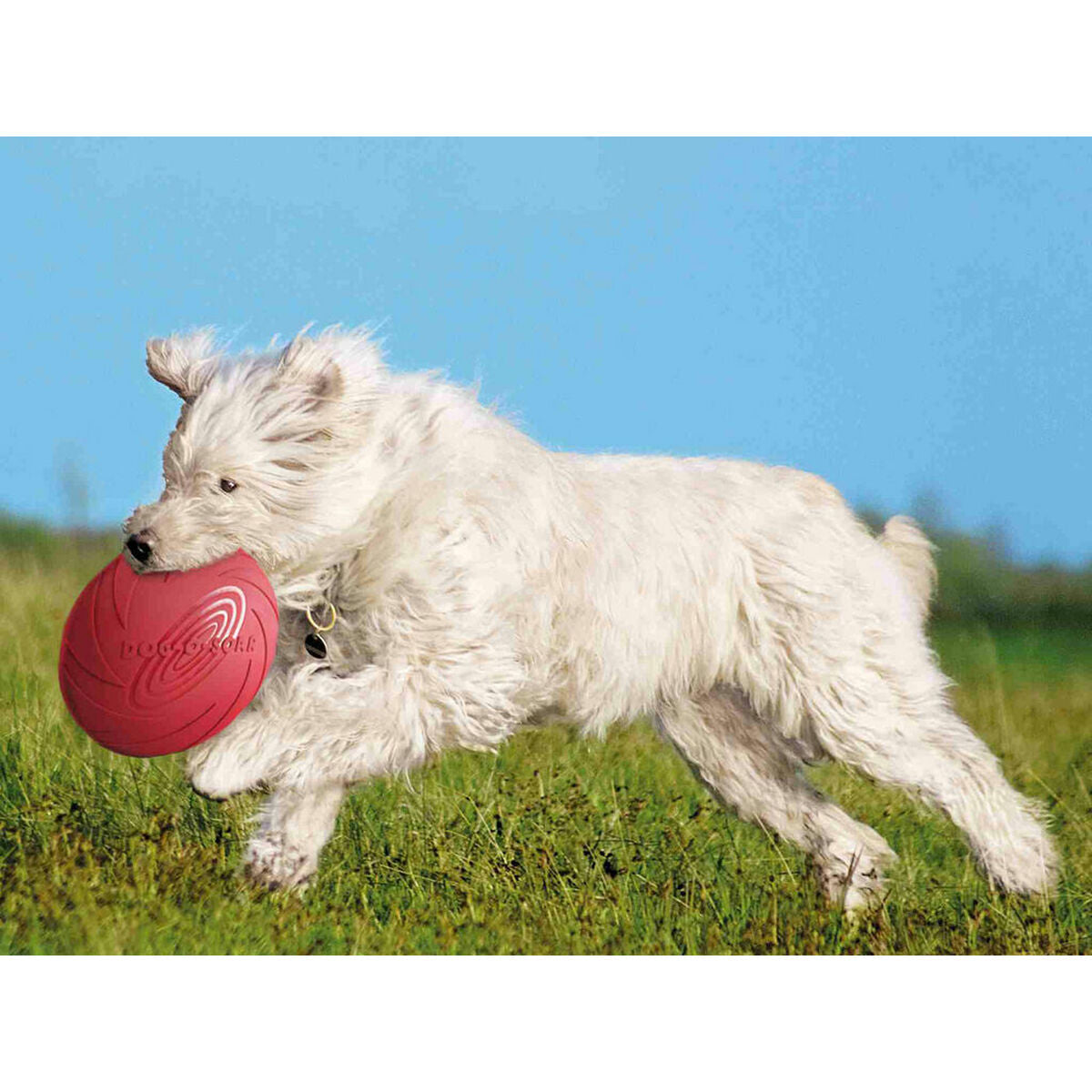 Frisbee Trixie Kautschuk Ø 24 cm