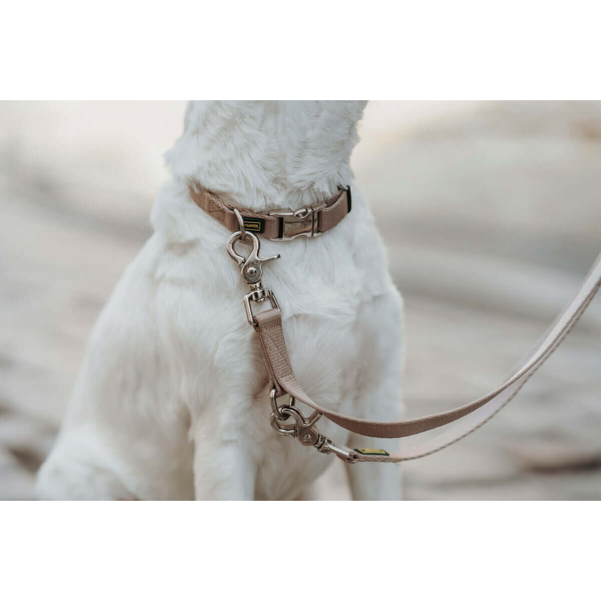 Hundehalsband Hunter Inari Beige XL 45-65 cm | MONTE PETS