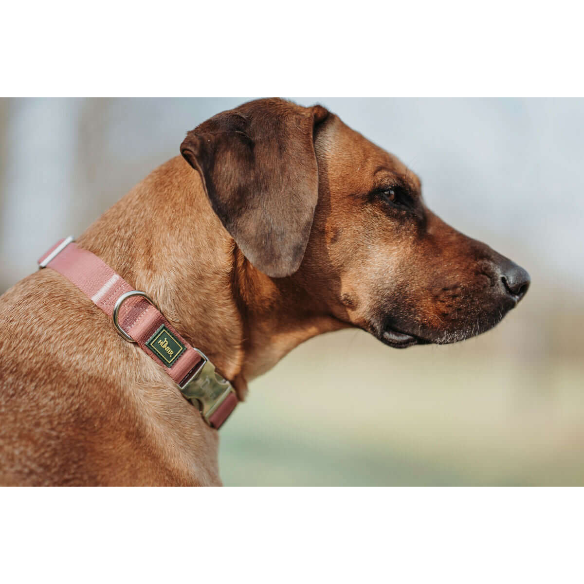 Hundehalsband Hunter Rot 40-55 cm L | MONTE PETS