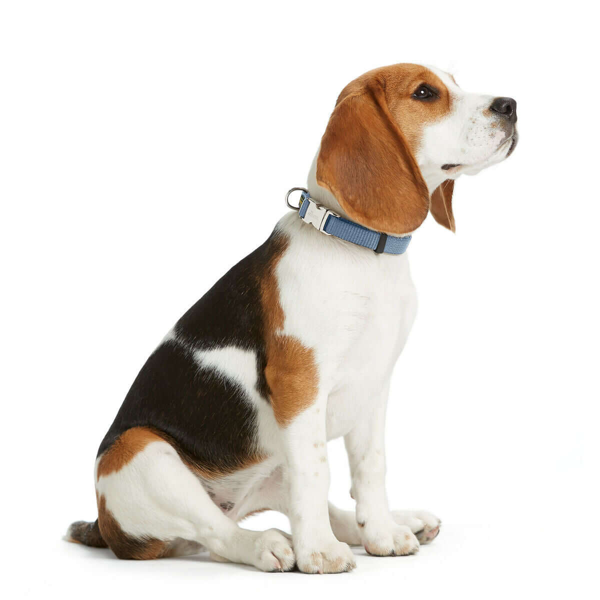 Hundehalsband Hunter VARIO BASIC 40-55 cm | MONTE PETS