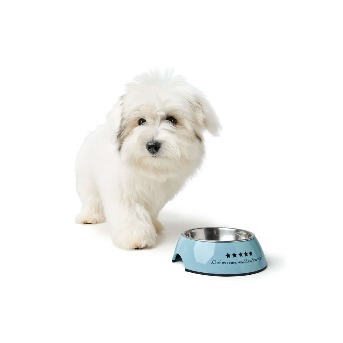 Futternapf Edelstahl Blau 350 ml mit Hund, stilvolles und hygienisches Füttern für Haustiere.