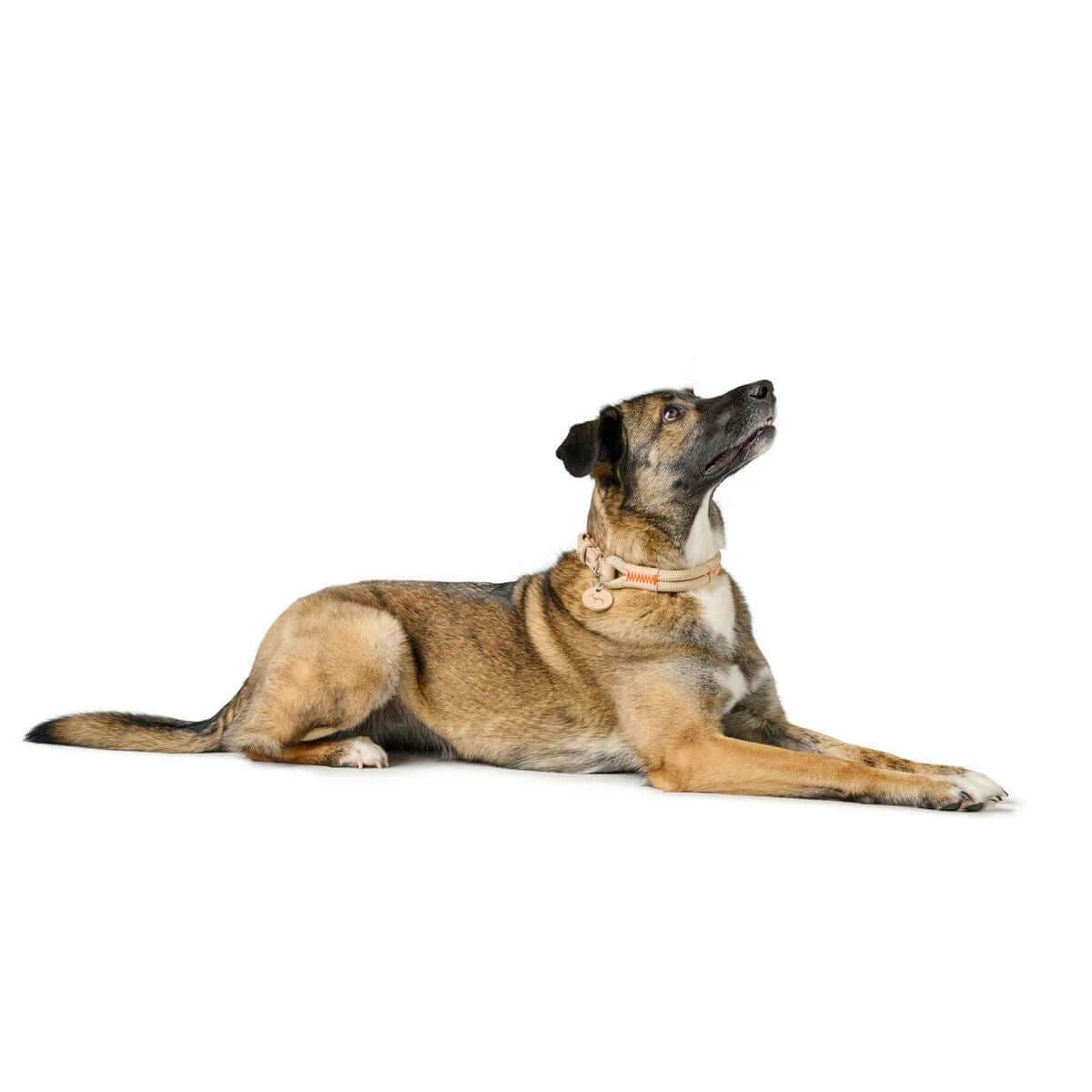 Hund mit Hundehalsband Hunter Malia Beige 45-54 cm, stilvoll und komfortabel.