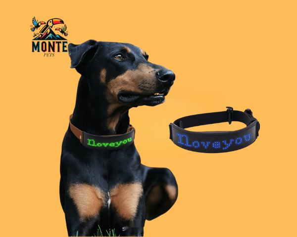Hund mit LED Halsband Display von MONTE PETS, zeigt 'Love you' in leuchtendem Design.