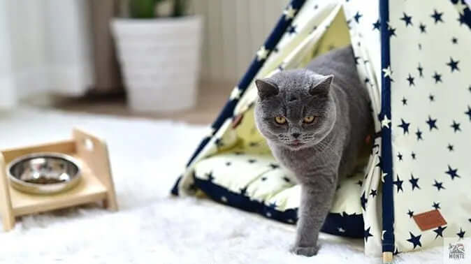 Haustier-Tipi - StarHome