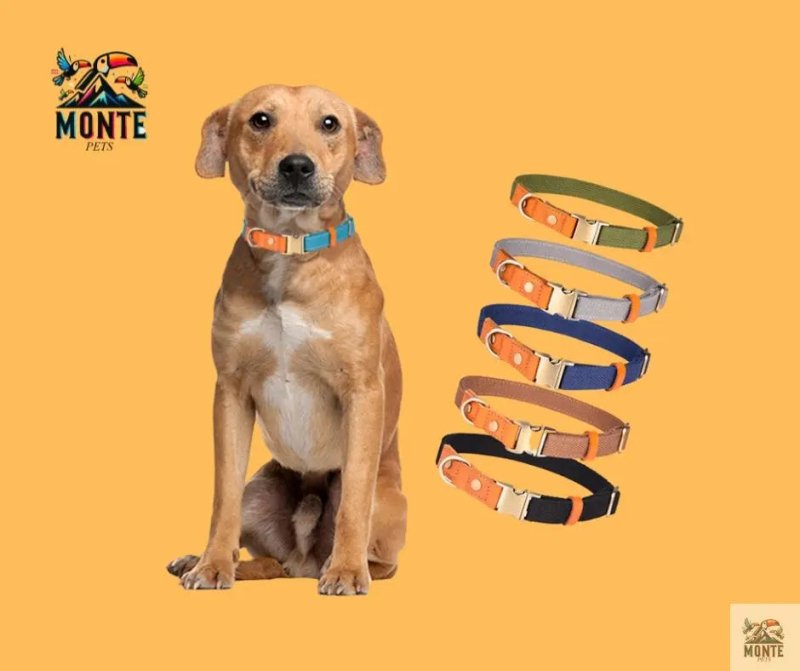 Komfort Klassik – Elegantes Hundehalsband aus Leder | MONTE PETS