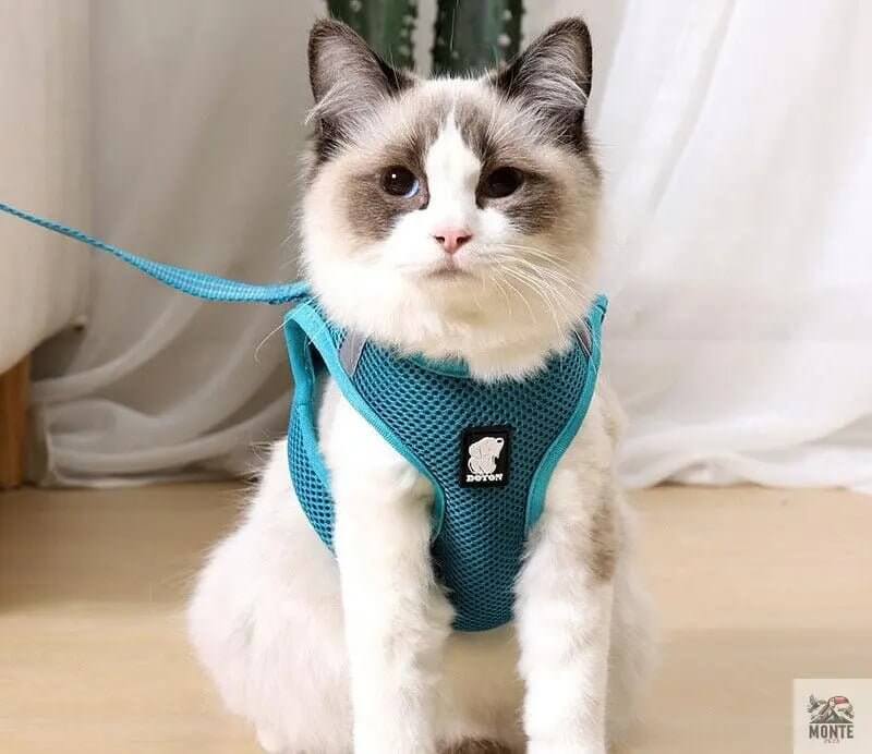 Dotty der Entdecker – Katzengeschirr mit Leine | MONTE PET
