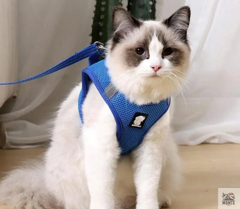 Dotty der Entdecker – Katzengeschirr mit Leine | MONTE PET