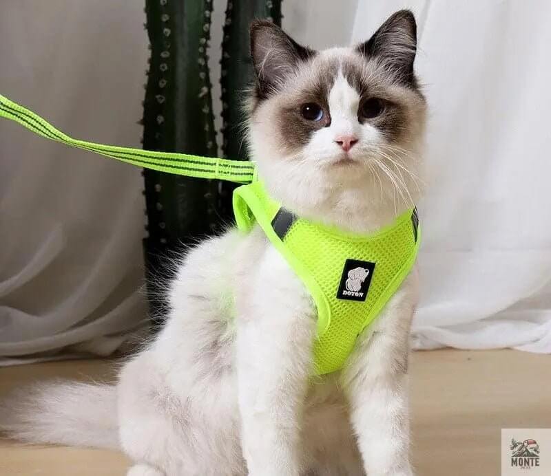 Dotty der Entdecker – Katzengeschirr mit Leine | MONTE PET