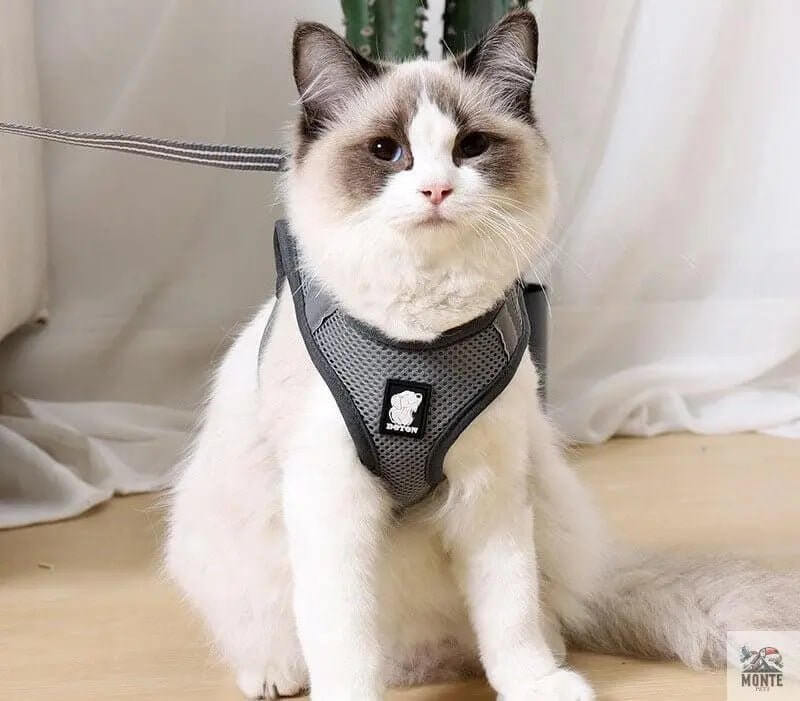 Dotty der Entdecker – Katzengeschirr mit Leine | MONTE PET