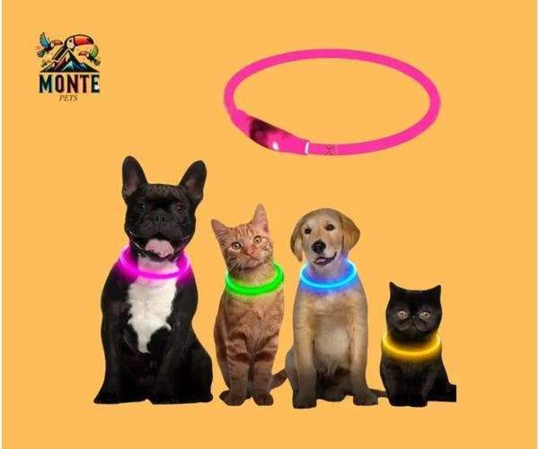 LED Hundehalsband GlowSafe – leuchtender Schutz für deinen Vierbeiner | MONTE PETS