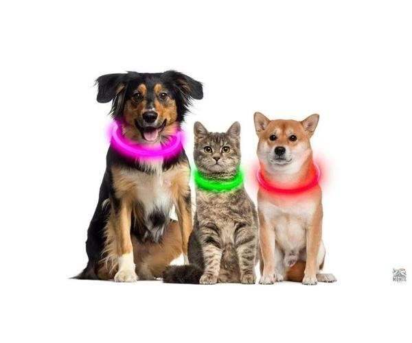 LED Hundehalsband GlowSafe – leuchtender Schutz für deinen Vierbeiner | MONTE PETS
