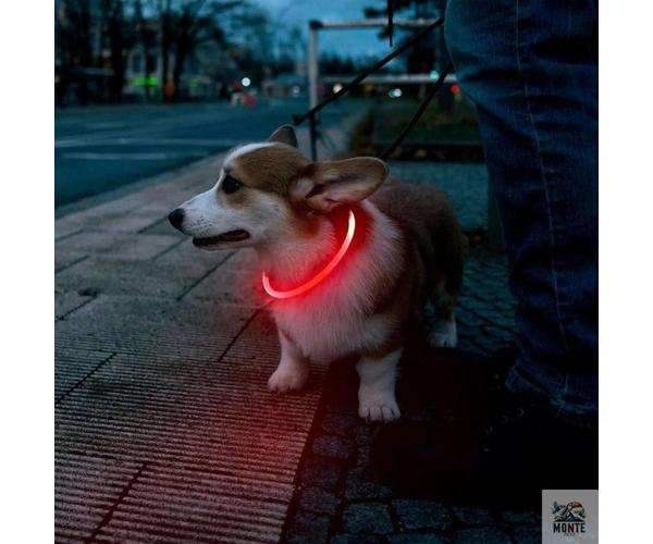 LED Hundehalsband GlowSafe – leuchtender Schutz für deinen Vierbeiner | MONTE PETS