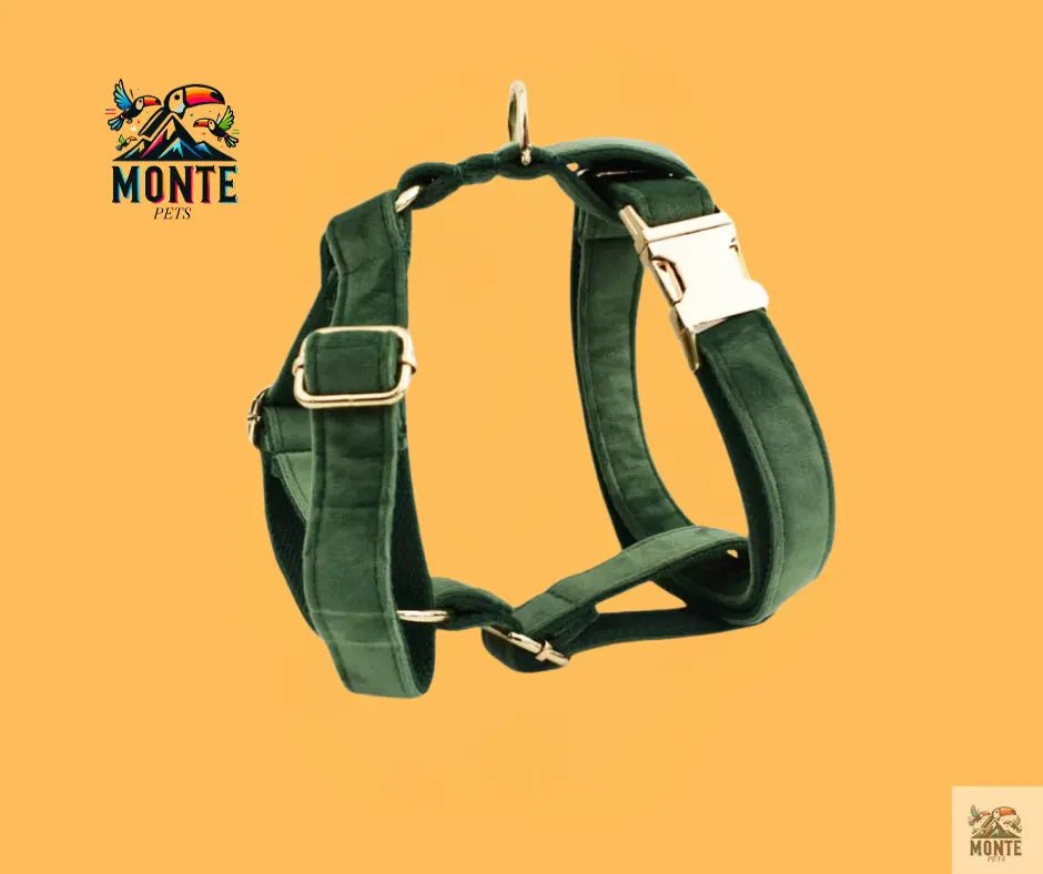 Samt Hundehalsband Set mit Leine – Eleganz & Komfort für deinen Hund | MONTE PETS