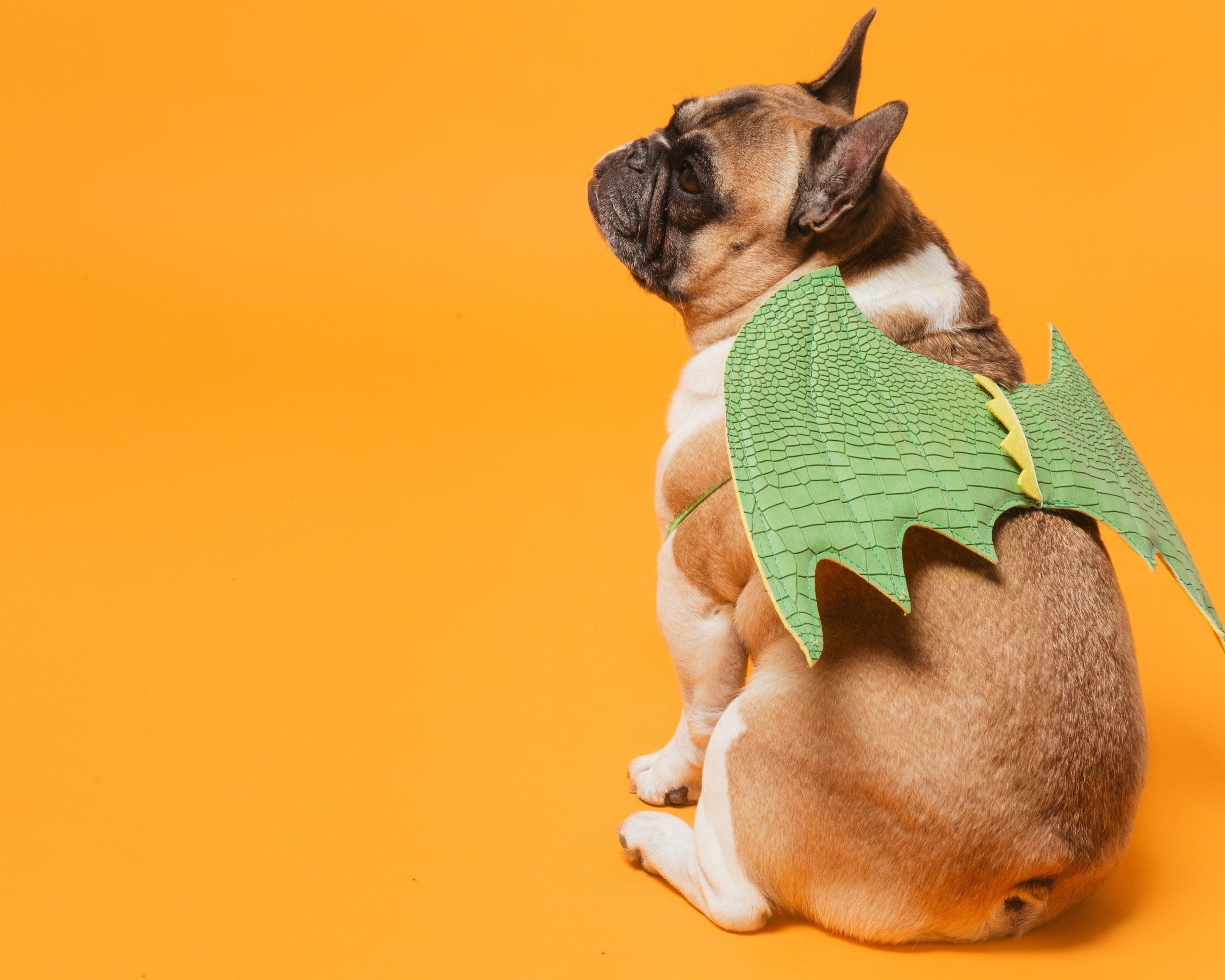 hund-drachen-kostüm