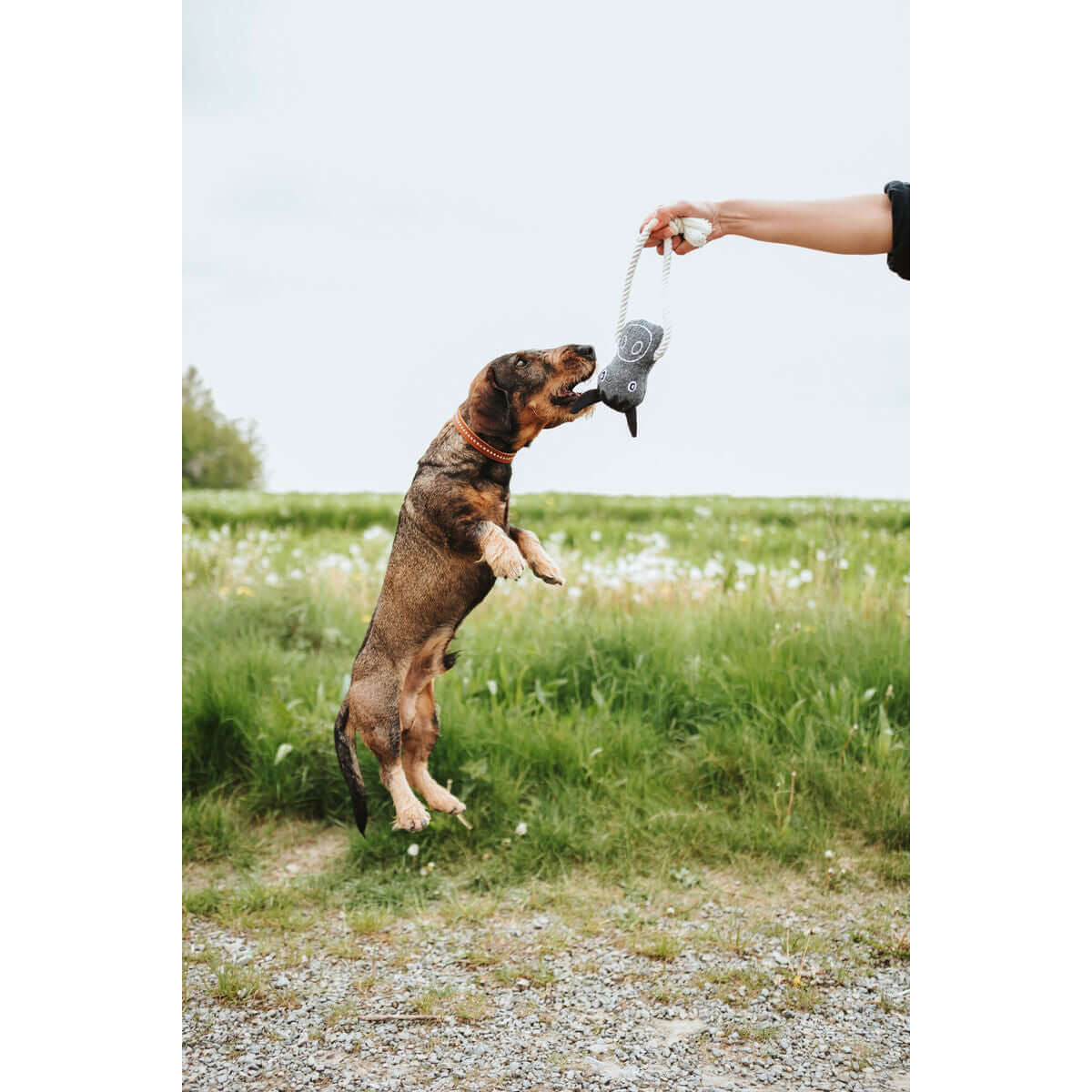 Hunter NEBRASKA Beige Polyester