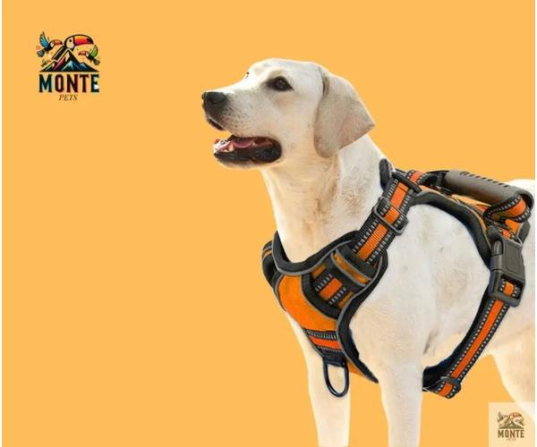 Sicher & Frei – Hundegeschirr mit Griff und Reflexstreifen | MONTE PETS