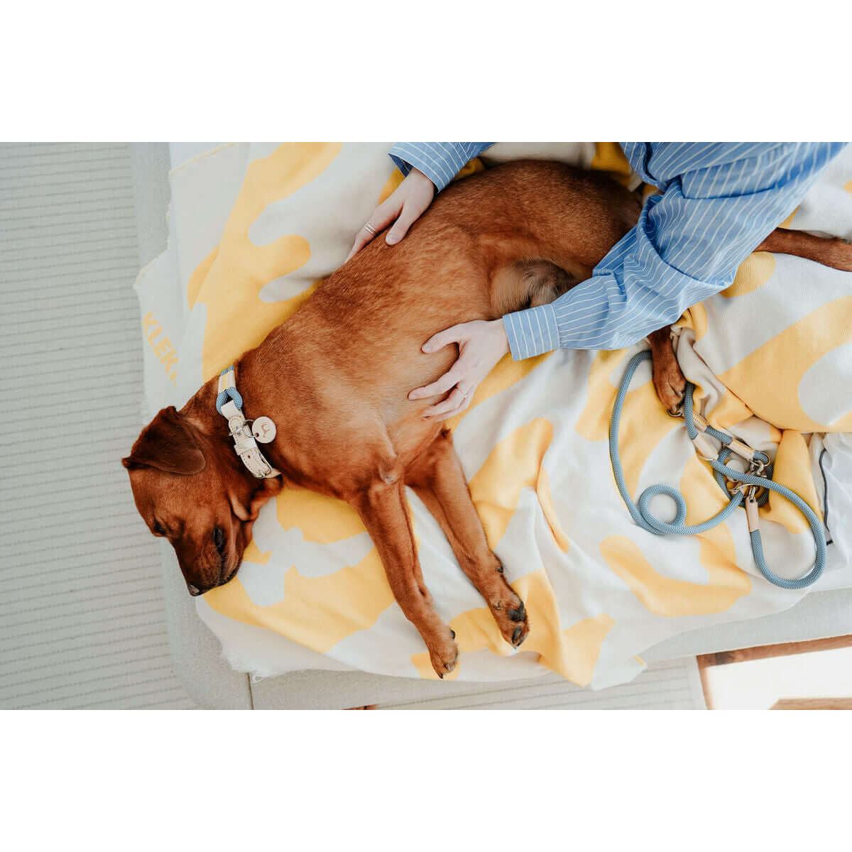 Hund mit Hundehalsband Hunter Malia Blau 50-59 cm entspannt auf einem Bett mit einer Person.